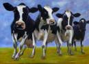 Vier koeien